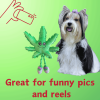 My Name is Mary Jane, Cute Stuffed Parody Marijuana Leaf Dog Toy, Funny Squeaky Weed Toy, Cool Plush Novelty 420 Gift for Puppies & Small